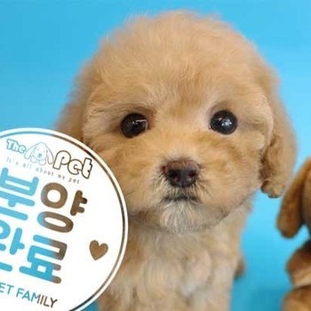 푸들 ♂ 07.27 분양완료