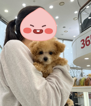 푸들 분양후기 [23.11.05]