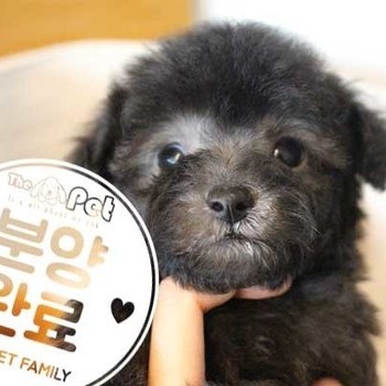 푸들 ♂ 06.16 분양완료