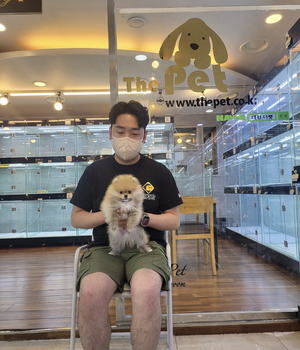 포메라니안 분양후기 [23.06.25]