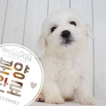 비숑프리제 ♂ 6.19 분양완료