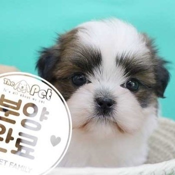 시츄 ♂ 05.19 분양완료