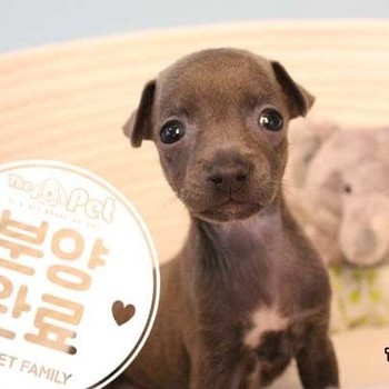 이탈리안그레이하운드 ♂ 03.31 분양완료