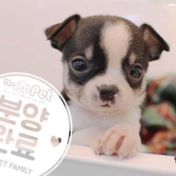 치와와 ♂ 11.02 분양완료