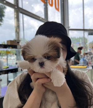 시츄 분양후기 [23.08.20]