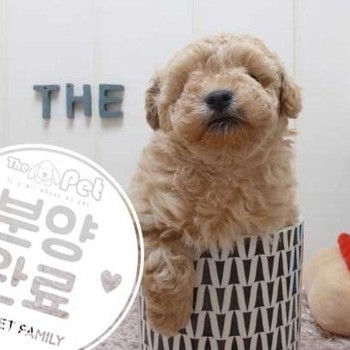 말티푸 ♂ 4.3 분양완료