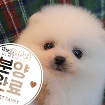 폼피츠 ♂ 11.06 분양완료