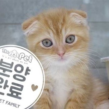 스코티쉬폴드 ♀ 12.05 분양완료
