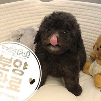 푸들 ♀ 01.10 분양완료