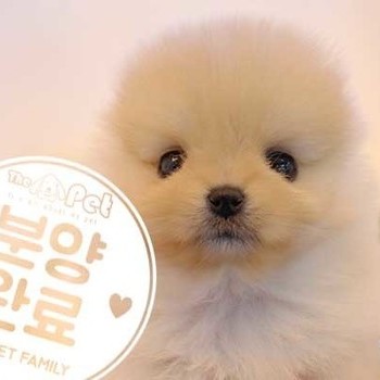 포메라니안 ♀ 10.29 분양완료