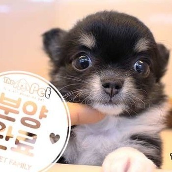 치와와 ♀ 11.12 분양완료