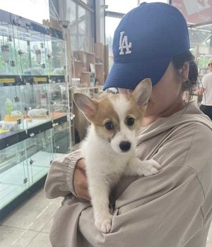 웰시코기 분양후기 [23.05.29]
