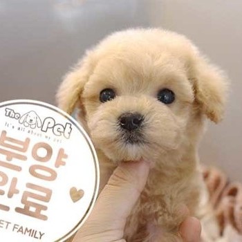 푸들 ♀ 12.24 분양완료