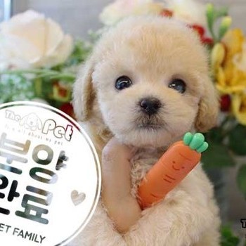 푸들 ♂ 8.21 분양완료