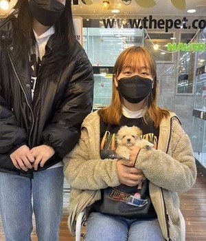 말티푸 분양후기 [23.02.23]