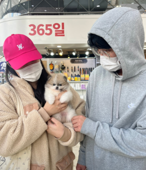 포메라니안 분양후기 [23.10.21]