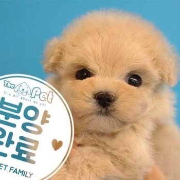 말티푸 ♂ 07.15 분양완료