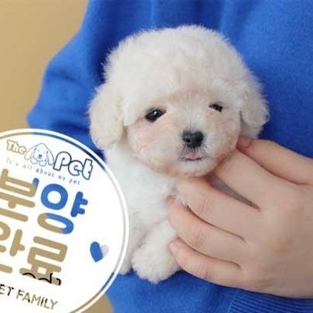 푸들 ♂ 01.17 분양완료