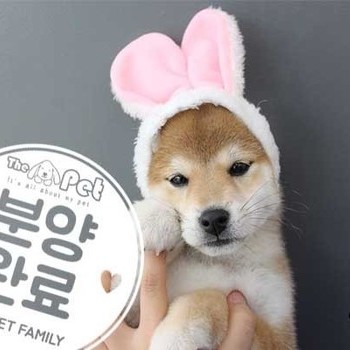 시바이누 ♀ 12.15 분양완료