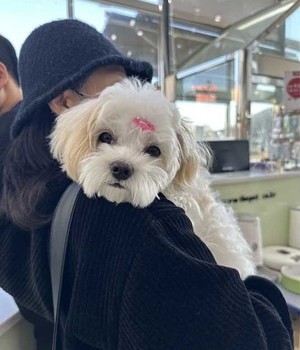 말티푸 분양후기 [23.01.01]