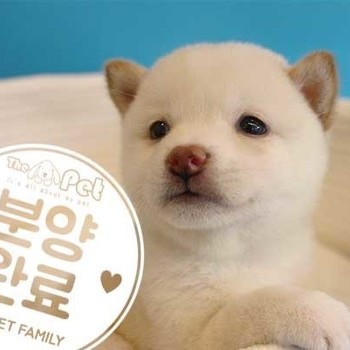 시바이누 ♀ 08.05 분양완료