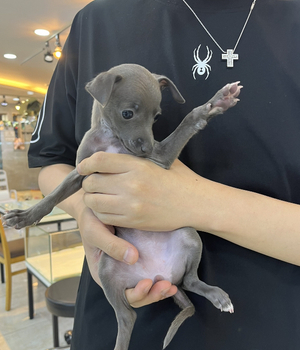 이탈리안그레이하운드 분양후기 [23.09.25]