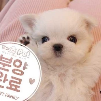 말티즈 ♀ 11.02 분양완료