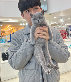 브리티쉬 분양후기 [23.11.18]
