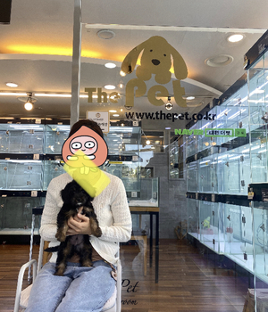코카푸 분양후기 [23.04.09]