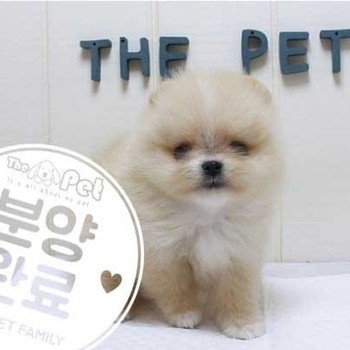 포메라니안 ♂ 4.24 분양완료