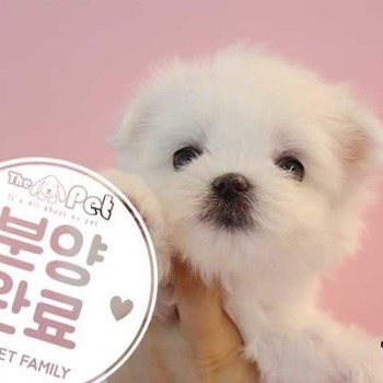 말티즈 ♀ 02.21 분양완료