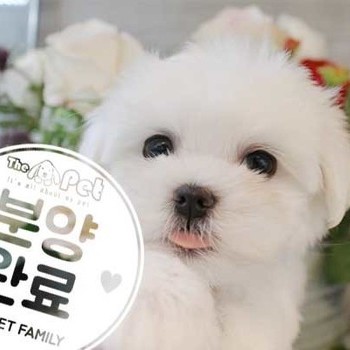 말티즈 ♀ 8.28 분양완료