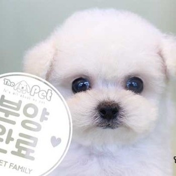 푸들 ♀ 11.19 분양완료