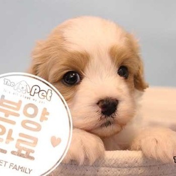 킹찰푸 ♂ 03.30 분양완료