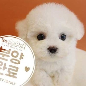 비숑프리제 ♀ 09.02 분양완료
