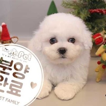 비숑프리제 ♂ 10.8 분양완료