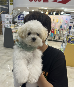 비숑프리제 분양후기 [23.06.23]