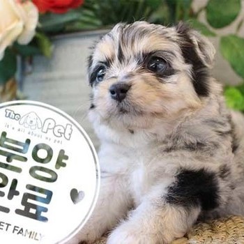 치와와 ♀ 9.16 분양완료