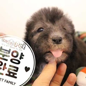 베들링턴테리어 ♂ 10.19 분양완료