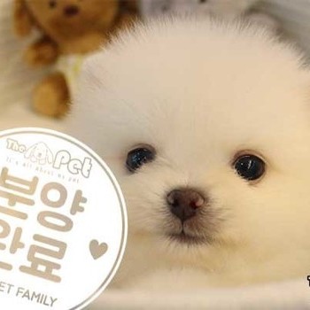 포메라니안 ♂ 02.20 분양완료