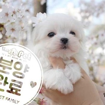 말티즈 ♂ 01.30 분양완료