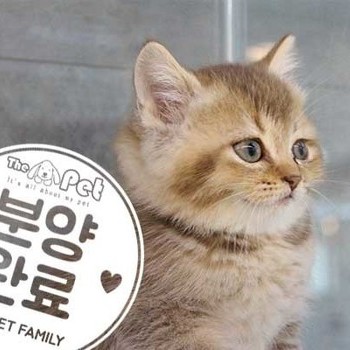 브리티쉬숏헤어 ♀ 05.24 분양완료
