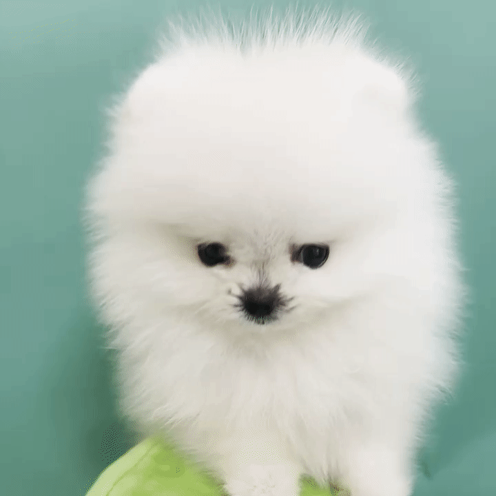 포메라니안 ♀ 04.15