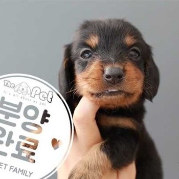 닥스훈트 ♂ 7.30 분양완료