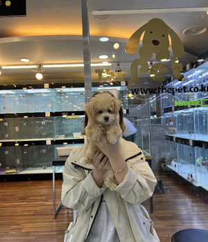 푸들 분양후기 [23.04.08]