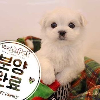말티즈 ♂ 10.28 분양완료