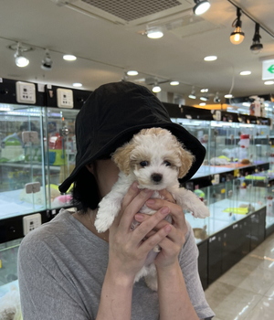 푸들 분양후기 [23.07.23]