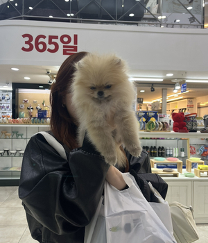 포메라니안 분양후기[23.10.14]