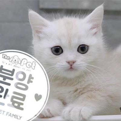 브리티쉬숏헤어 ♀ 02.08 분양완료