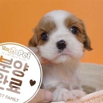 킹찰스스패니얼 ♂ 05.12 분양완료